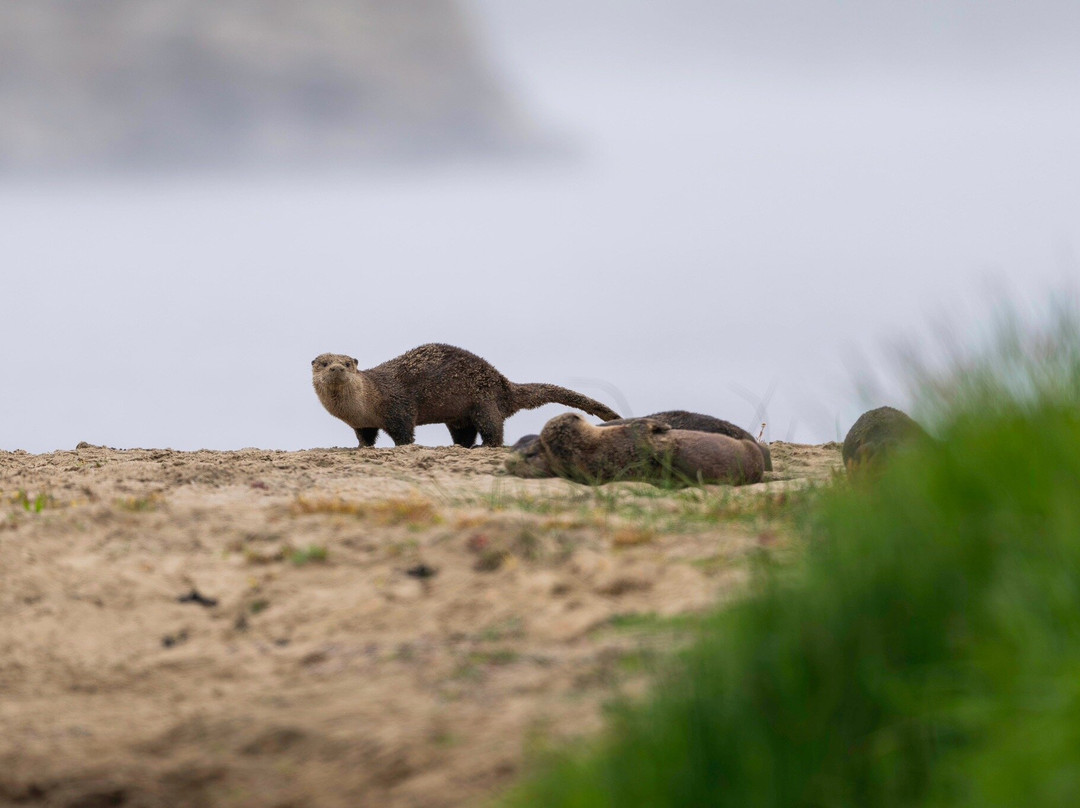 Point Reyes Safaris-Point Reyes Station必去景点
