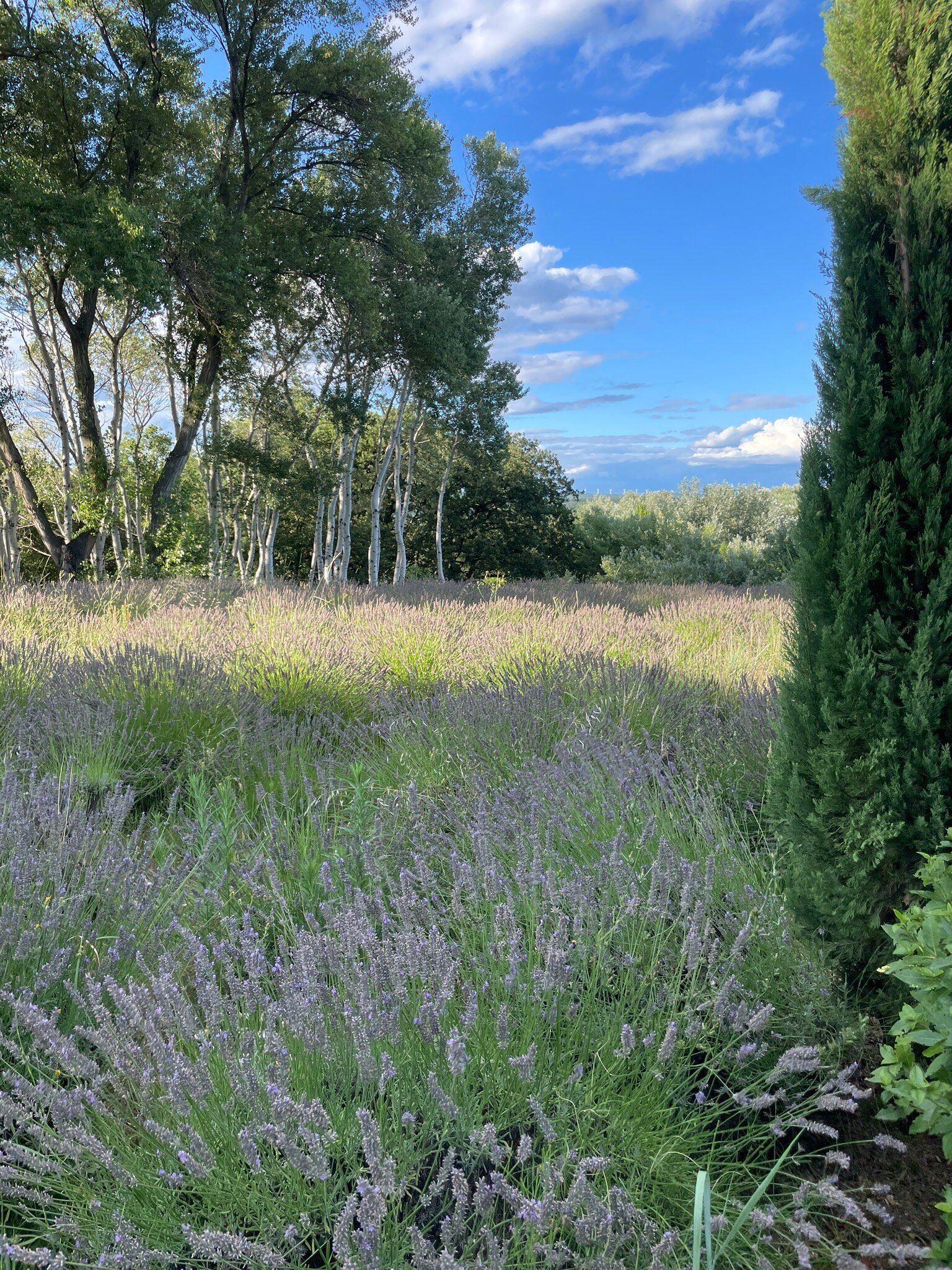 达姆斯博伊斯地区酒店-官方