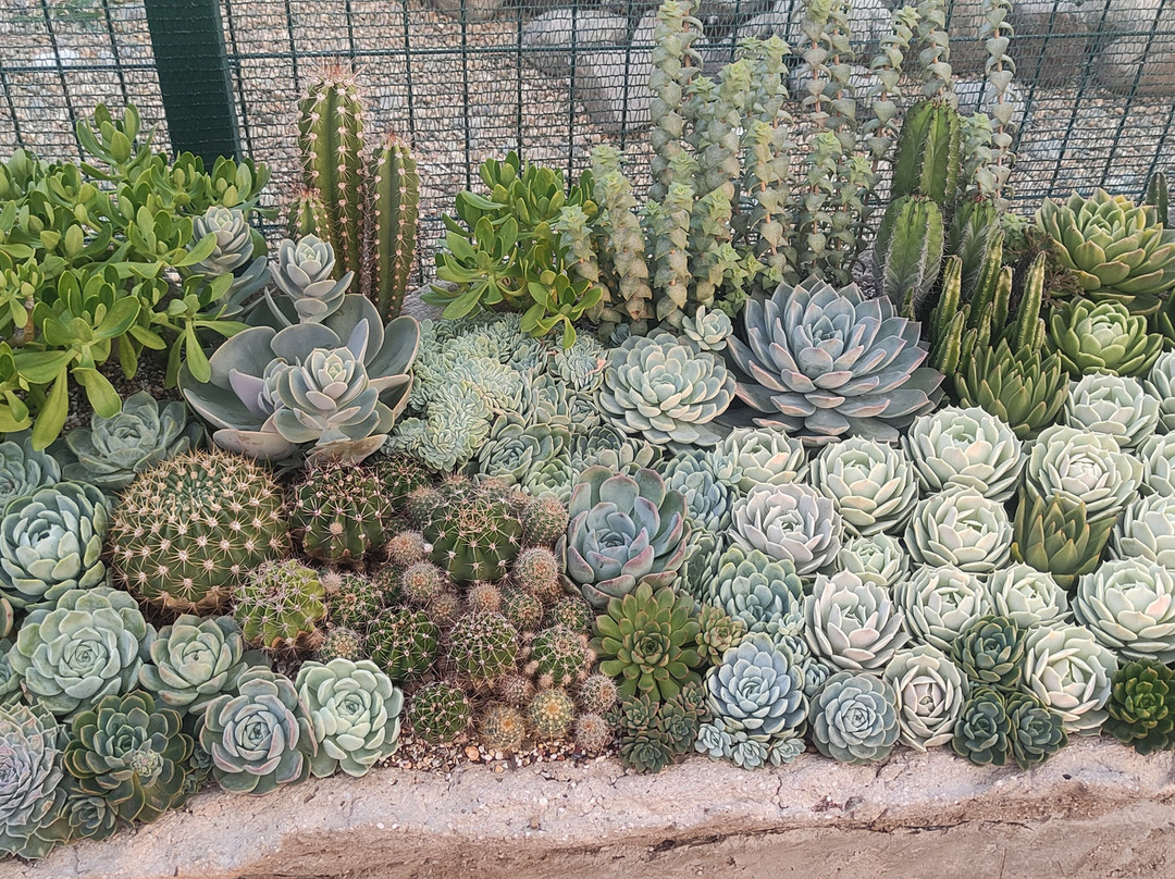 Greenhouse of Exotic Plants-Lazarevskoye必去景点