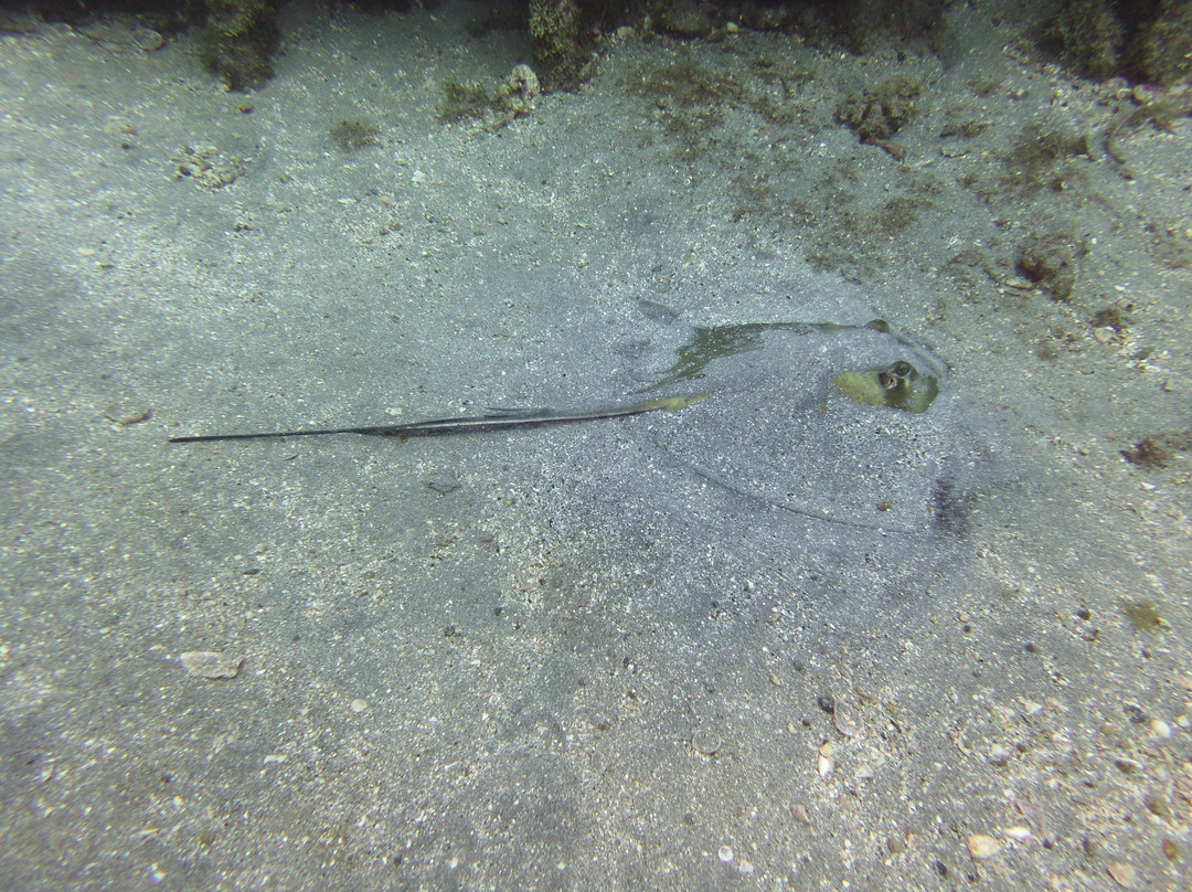 Statia Divers-Oranjestad必去景点