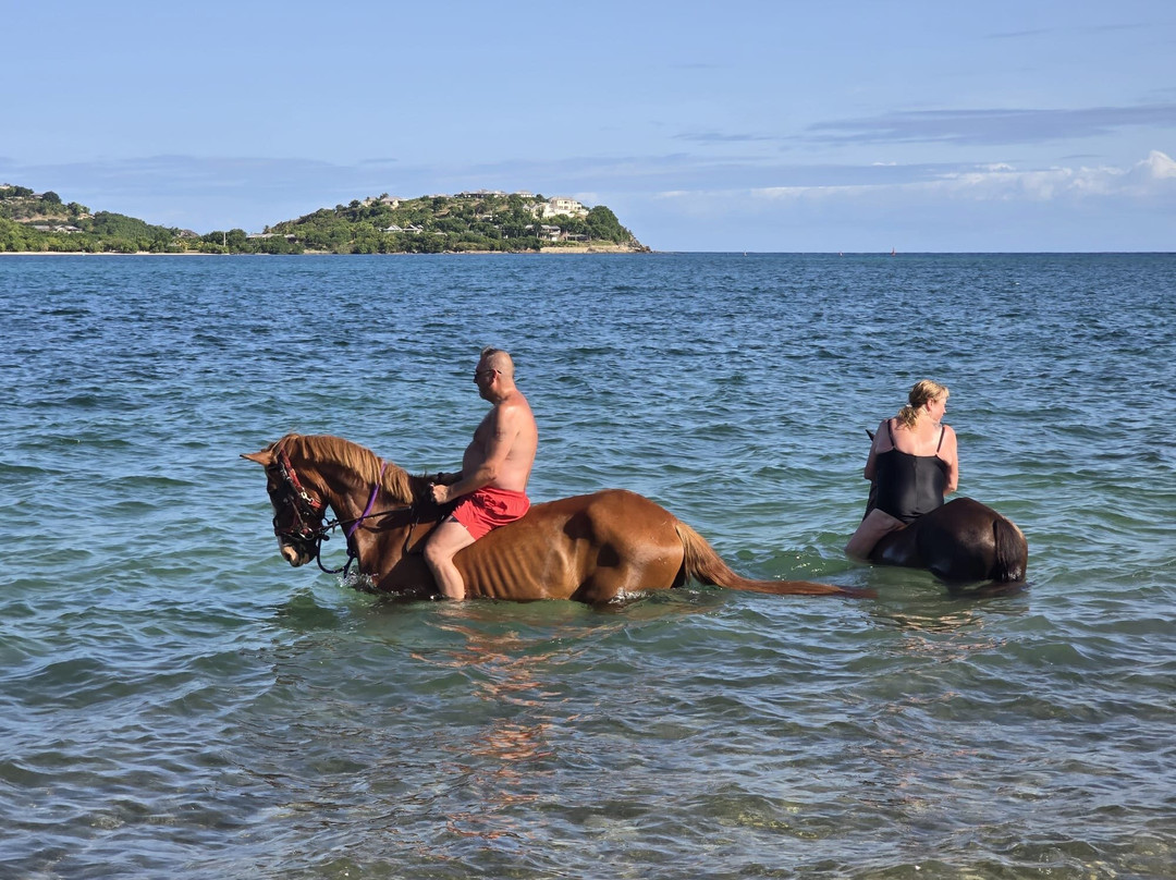 Antigua Equestrian Centre-Saint Paul Parish必去景点