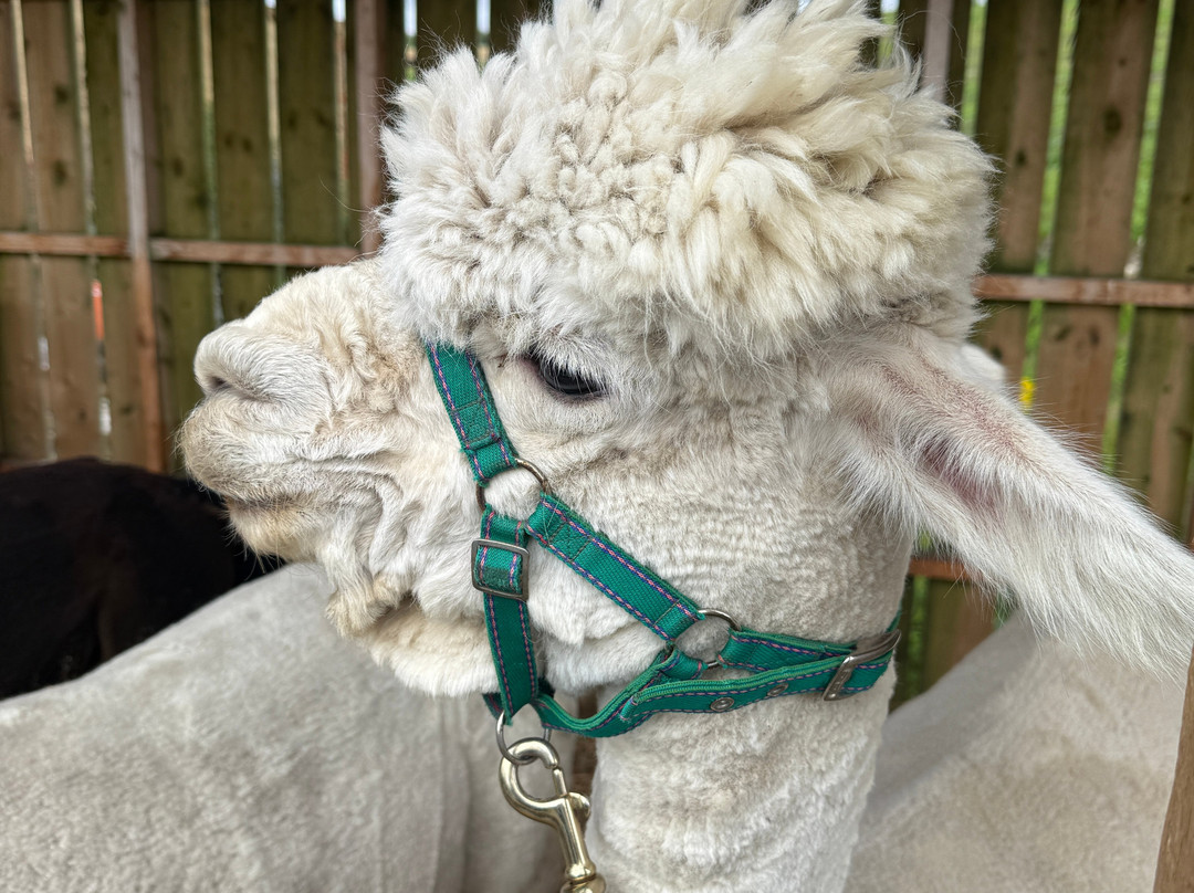 Cairngorm Alpacas-Newtonmore必去景点