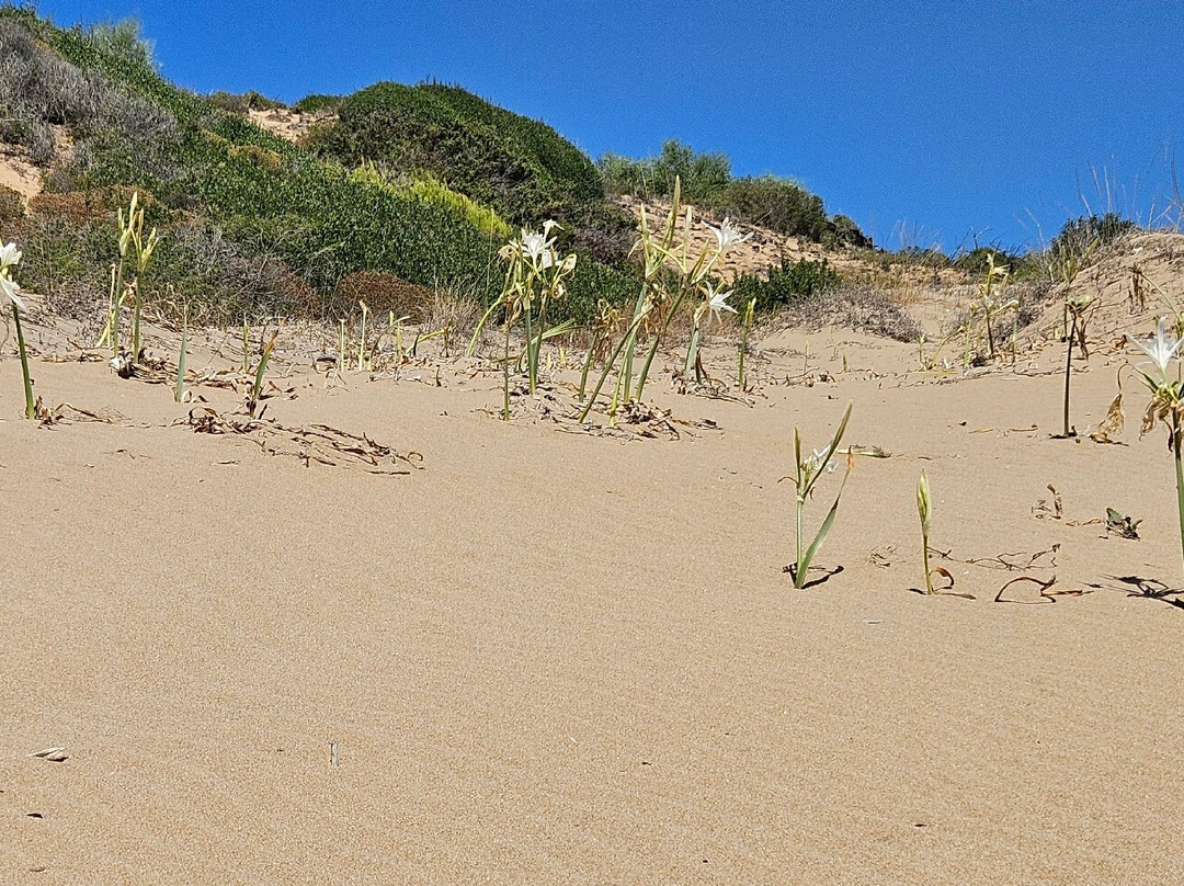 Spiaggia dei Gigli-Isola di Capo Rizzuto必去景点