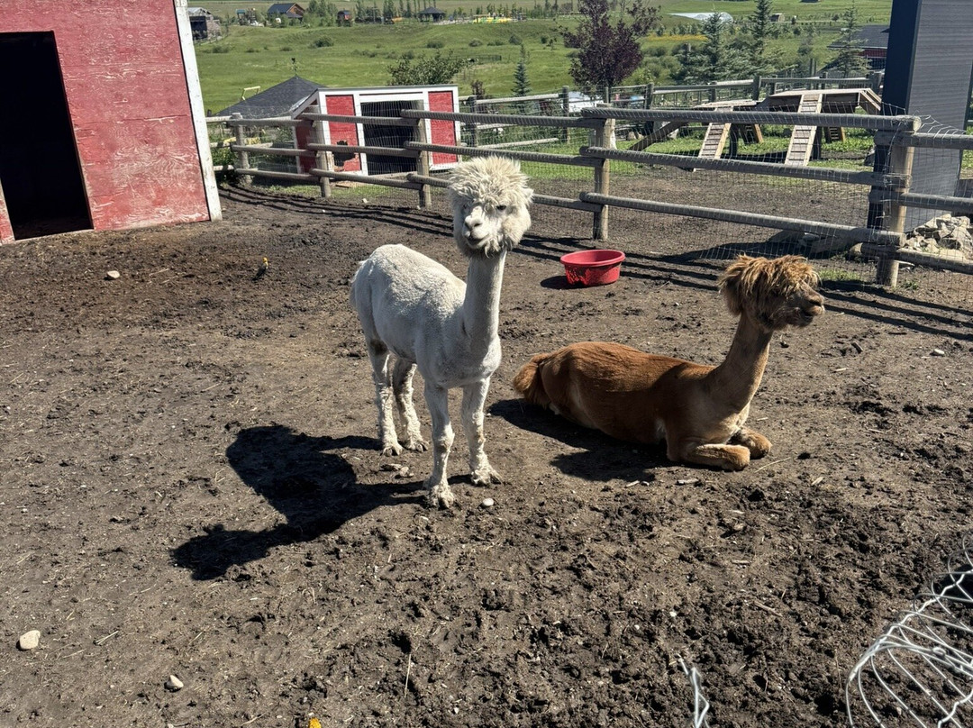 Granary Road-Foothills County必去景点