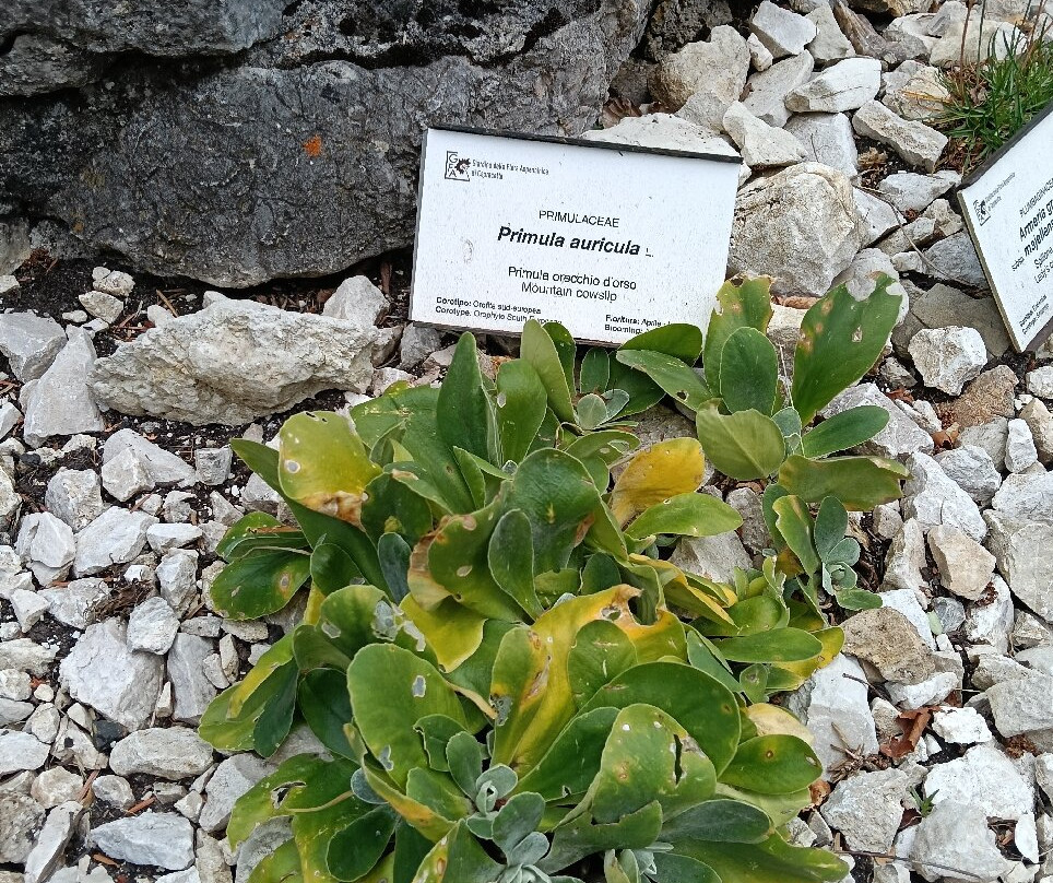 Giardino della Flora Appenninica-Capracotta必去景点