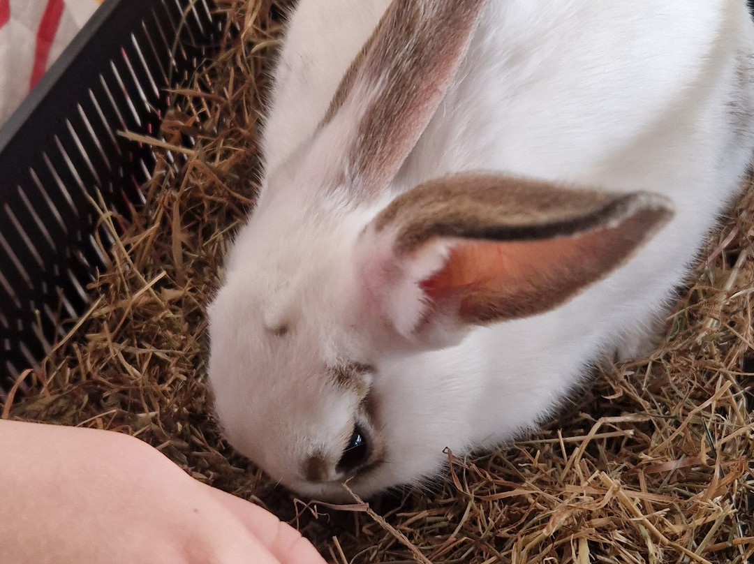 Kia Ora Mini Farm-Gorey必去景点