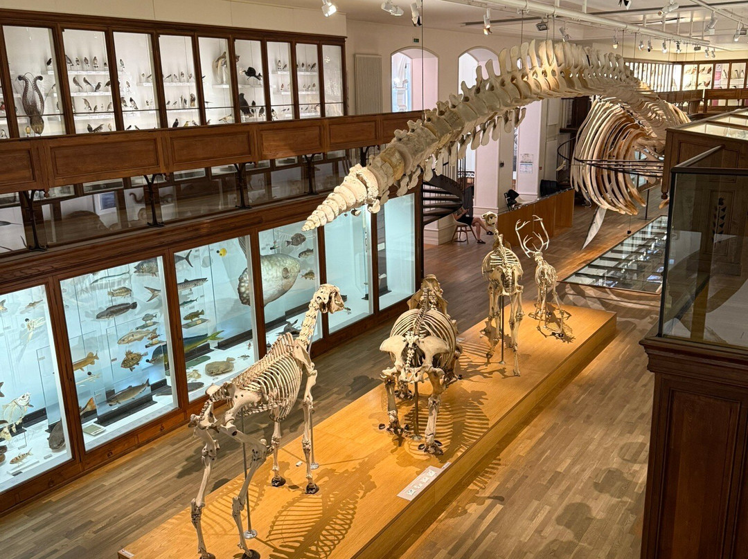 Muséum de Nantes-南特必去景点