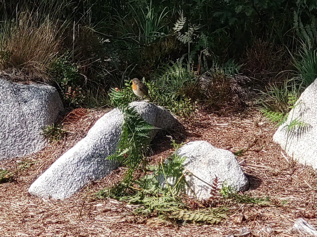 The Raiders Road Forest Drive-邓弗里斯-加洛韦必去景点