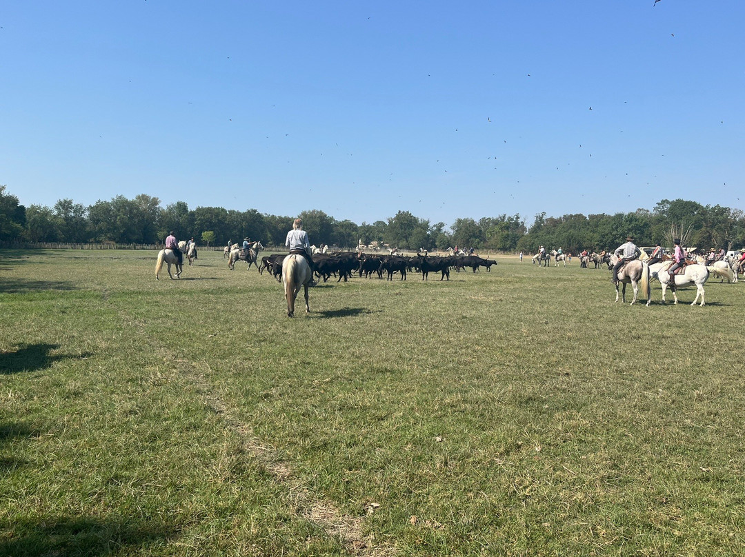Happy Tour Camargue-艾格莫尔特必去景点