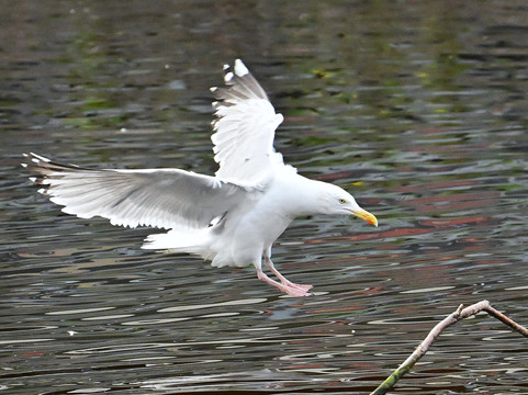 Ocean Mist Leith主图