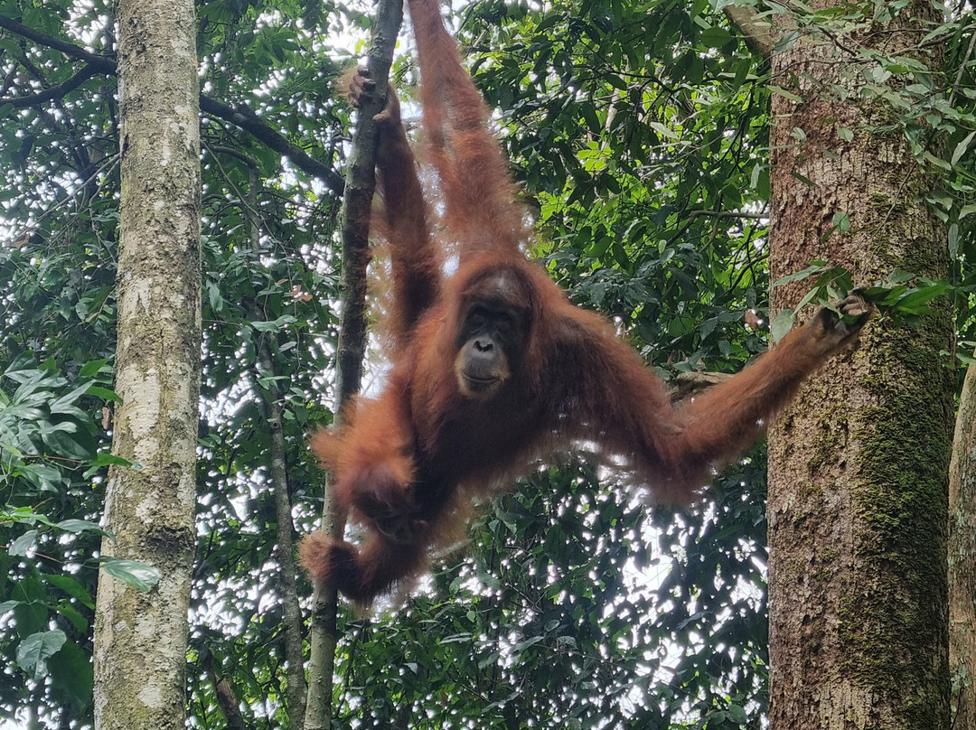 Explore Sumatra Trekking-武吉拉旺必去景点