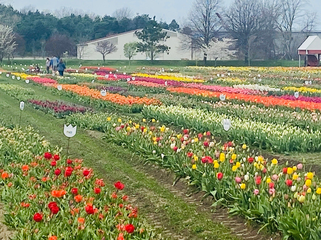 Veldheer Tulip Gardens-荷兰村必去景点