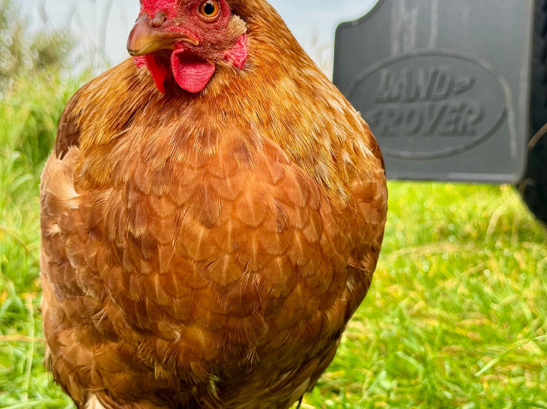 WildTrax Adventures-Croy必去景点