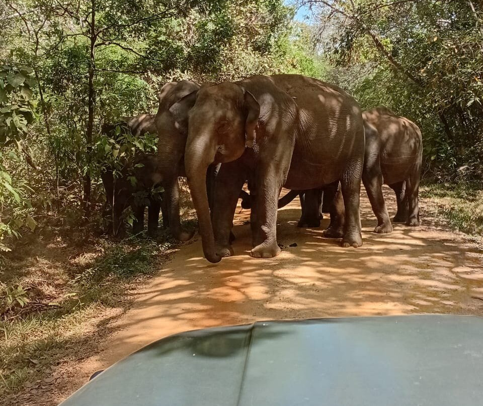 Minneriya Safari Tours-哈巴拉娜必去景点