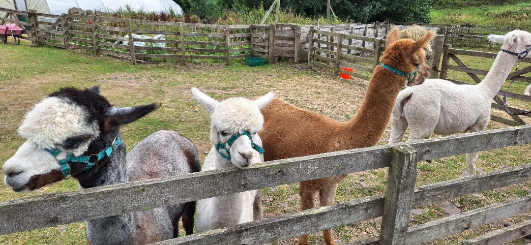 Beirhope Alpacas-Hownam必去景点