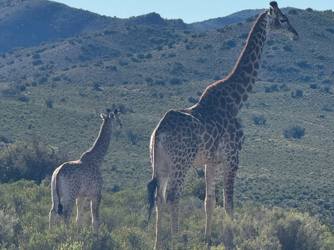 Mont Eco Game Reserve主图