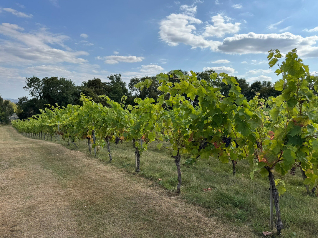 Welcombe Hills Vineyard-Snitterfield必去景点