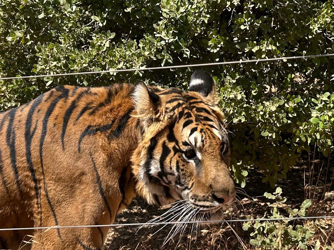 Al Ma'wa for Nature and Wildlife-杰拉什必去景点