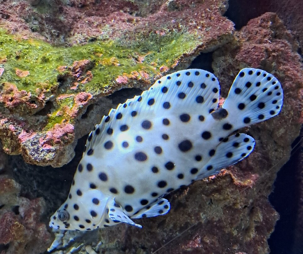 Aquarium Oniria-卡内鲁西永必去景点