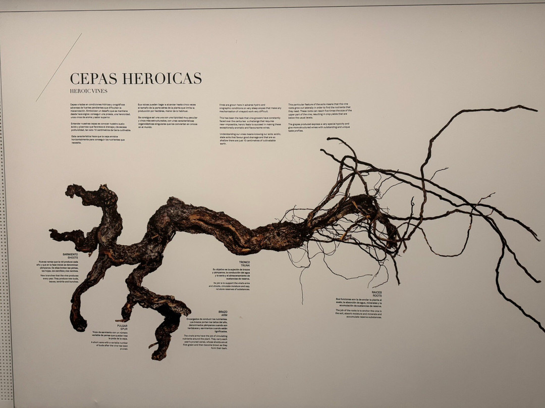 Bodegas Regina Viarum-Sober必去景点