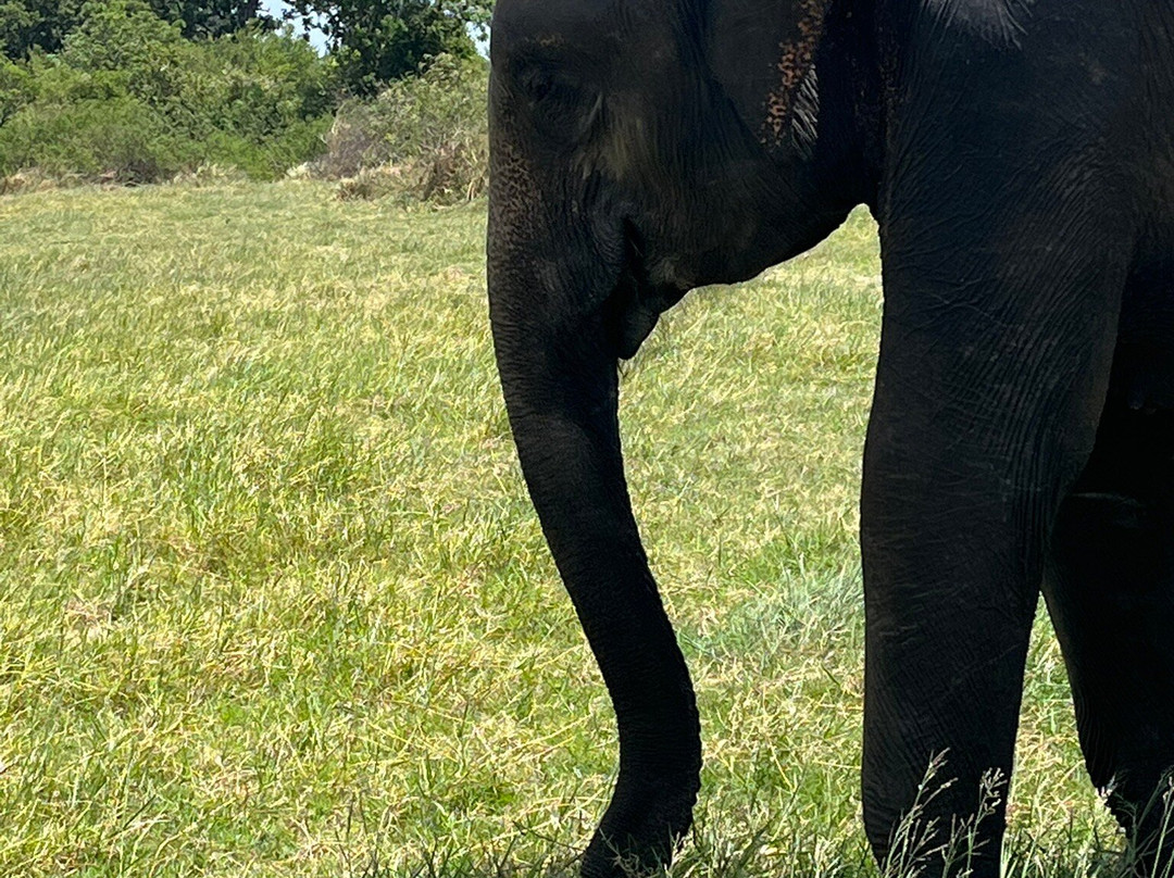 Vialanka Travels-Rajagiriya必去景点