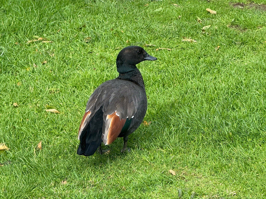 Ōtorohanga Kiwi House-奥托罗杭格必去景点