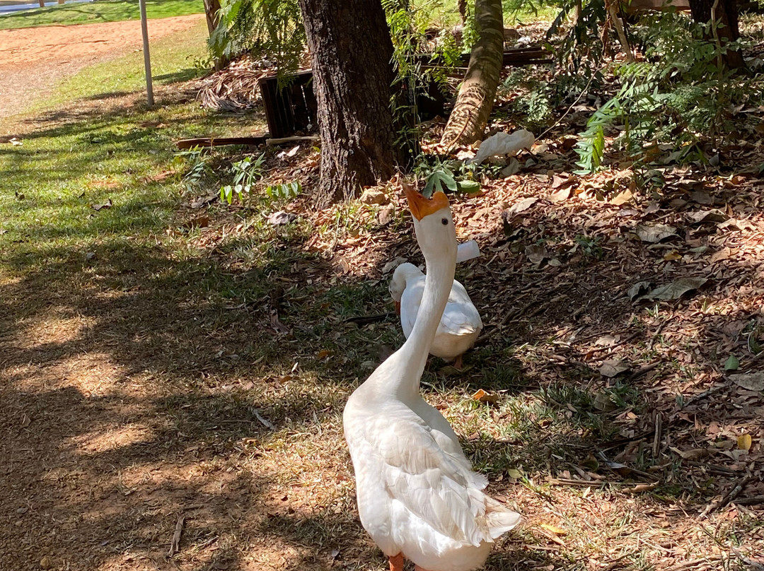 Parque Municipal de Sorriso-Sorriso必去景点