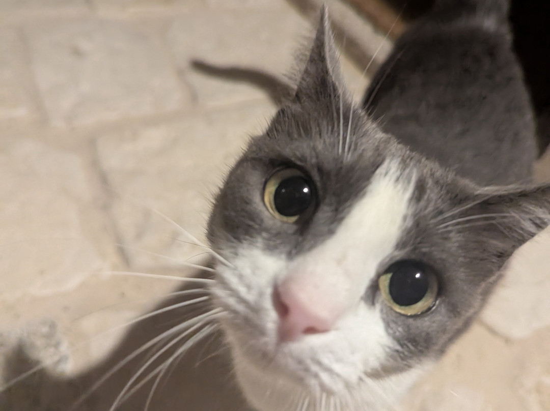 Gallicantu Stazzo Retreat主图