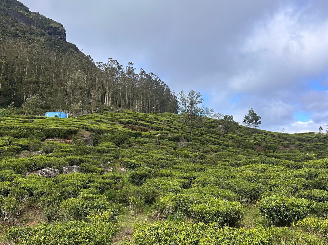 Andrews Eco Tours and Taxi-奴娃拉伊利雅必去景点