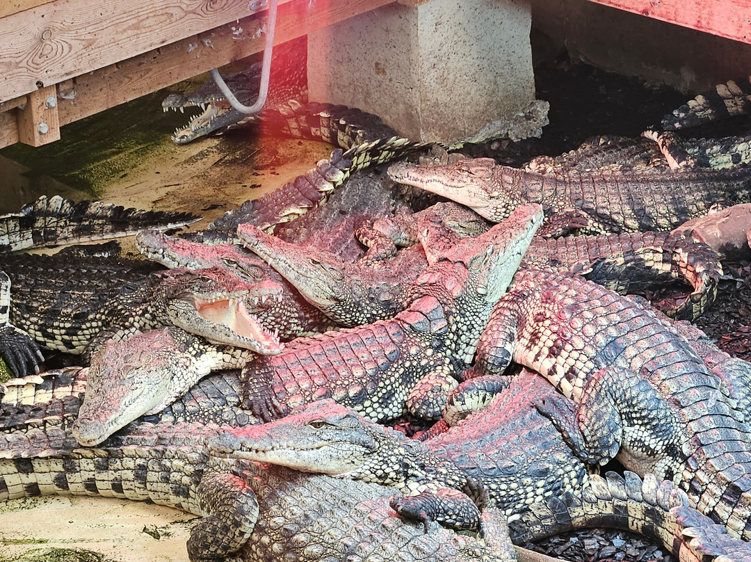 Crocodiles of the World-Brize Norton必去景点