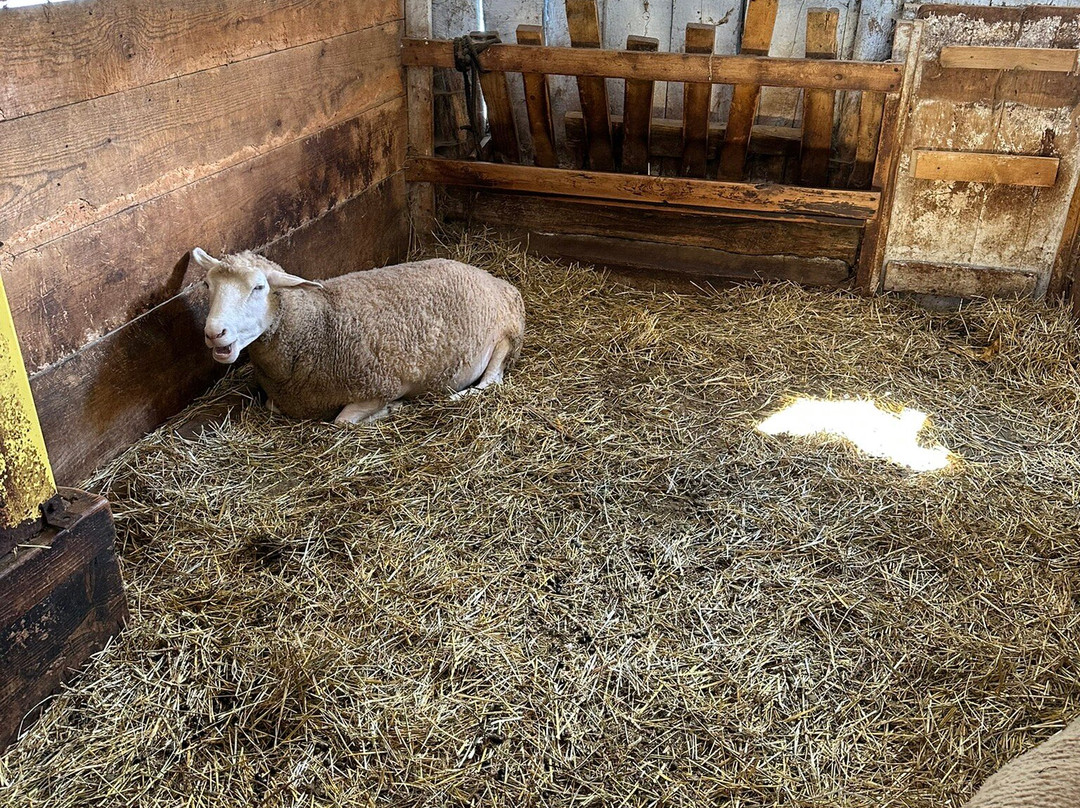 Grandpa Tiny's Farm-弗兰肯默斯必去景点