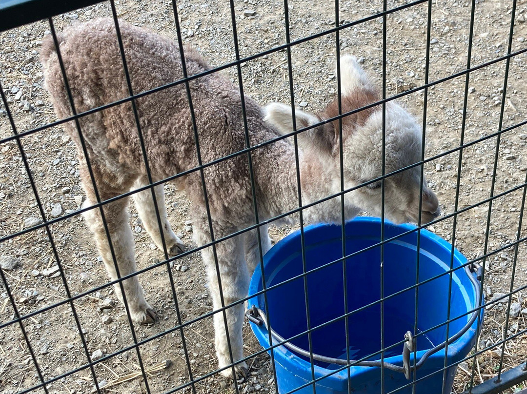 Buck Brook Alpacas-Roscoe必去景点