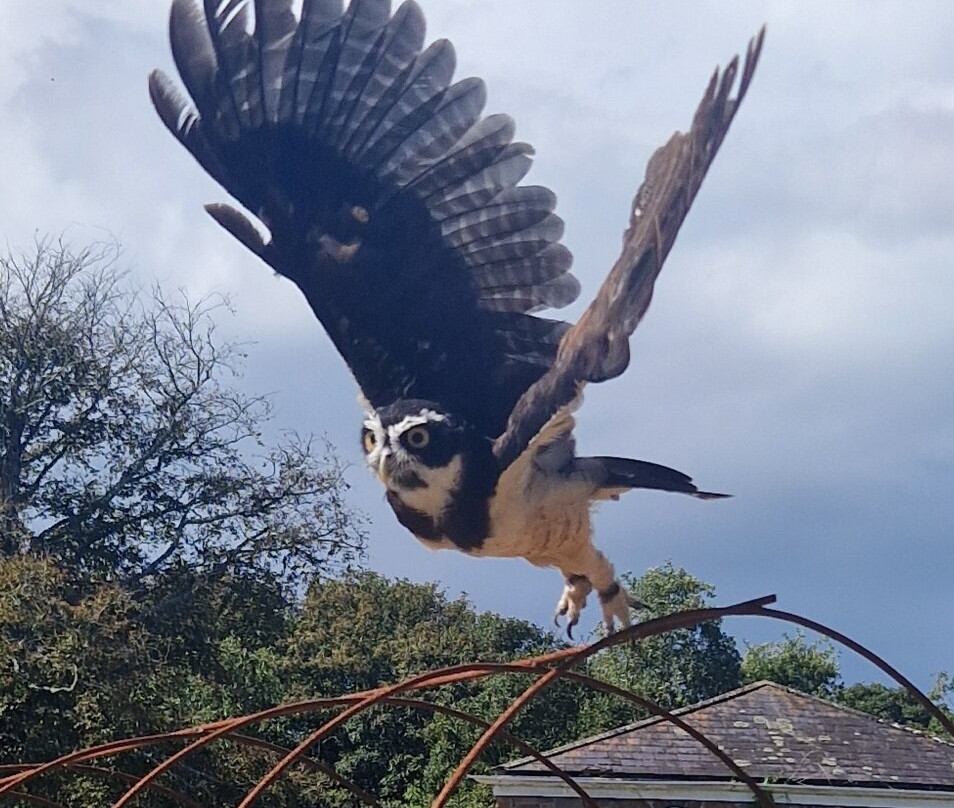 Jersey Falconry-St. John必去景点
