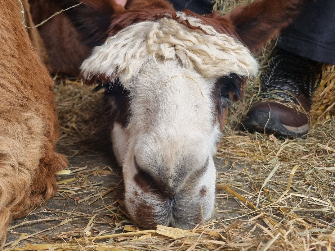 Lydford Gorge Alpacas-Lydford必去景点