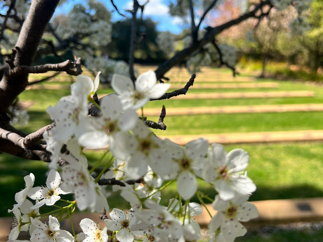 Japanese War Cemetery-考兰必去景点