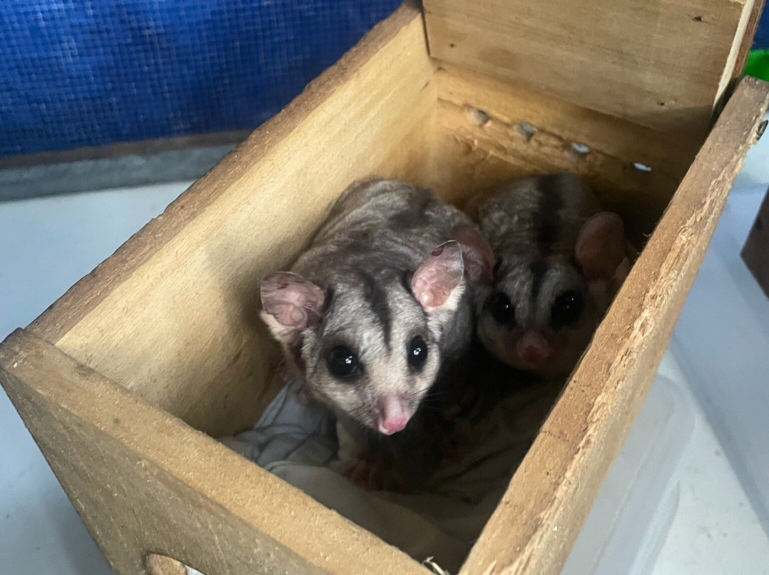 BatReach-库兰达必去景点