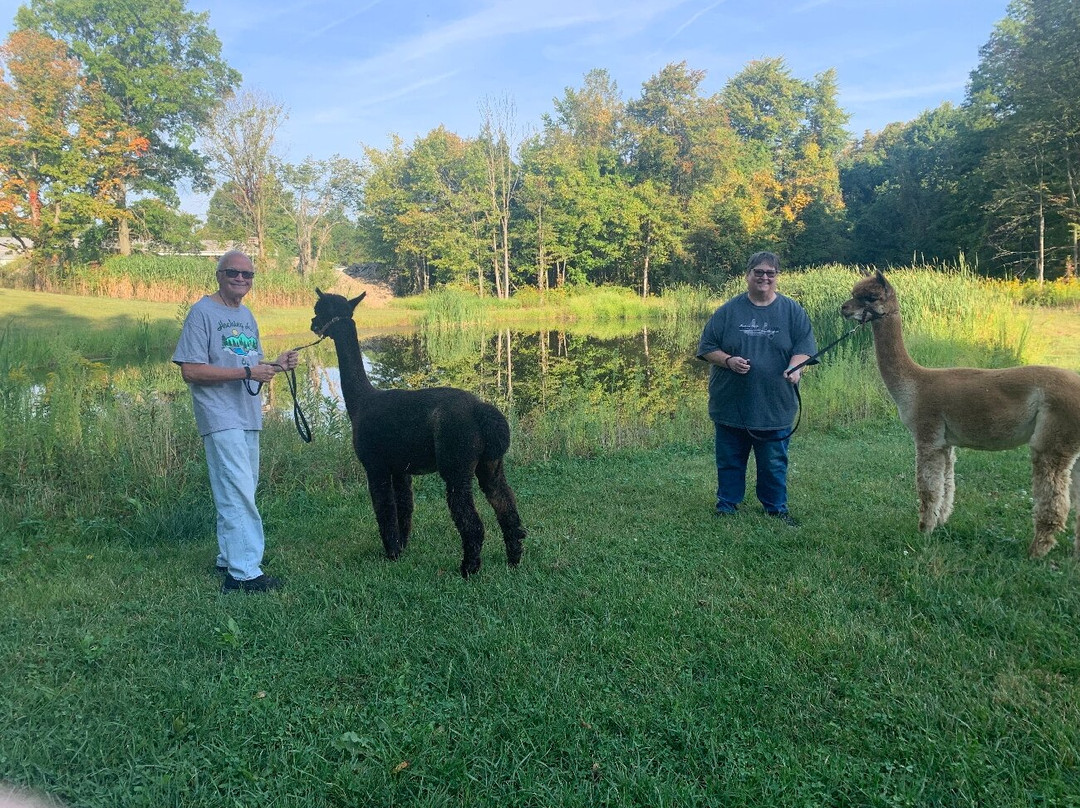 Alpaca Meadows-曼斯费尔德必去景点