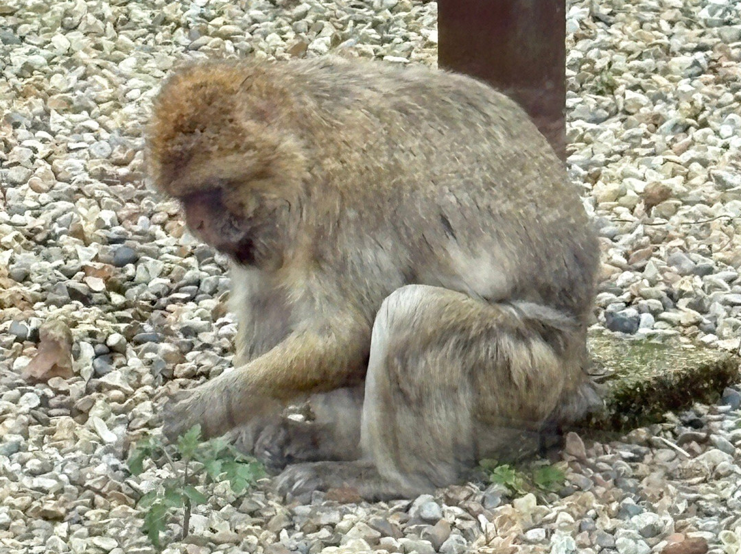 猴子天堂-纽波特必去景点