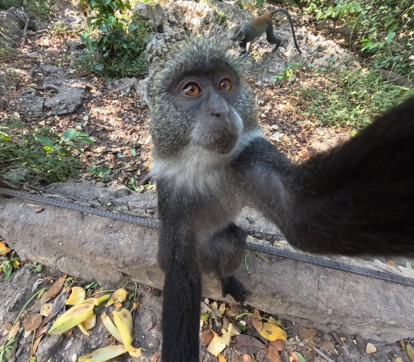 Zanzibar Kilosas Conservation-孥归必去景点