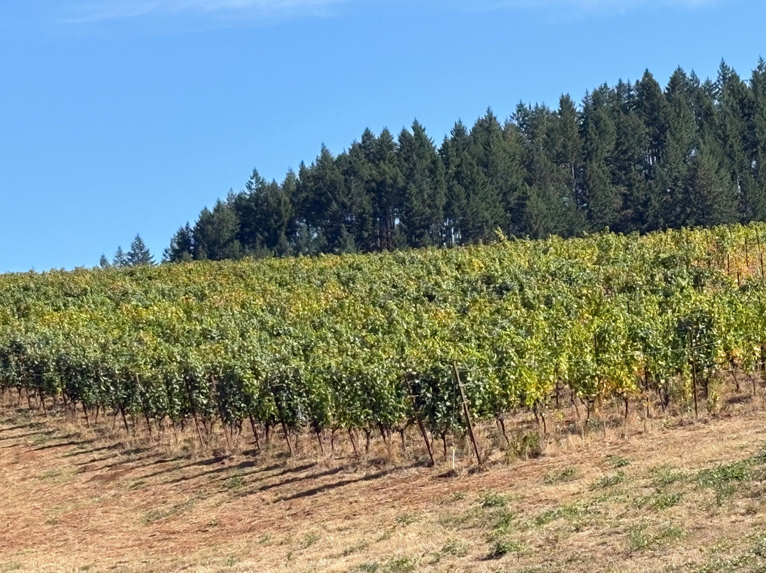 Alexana Winery-纽伯格必去景点