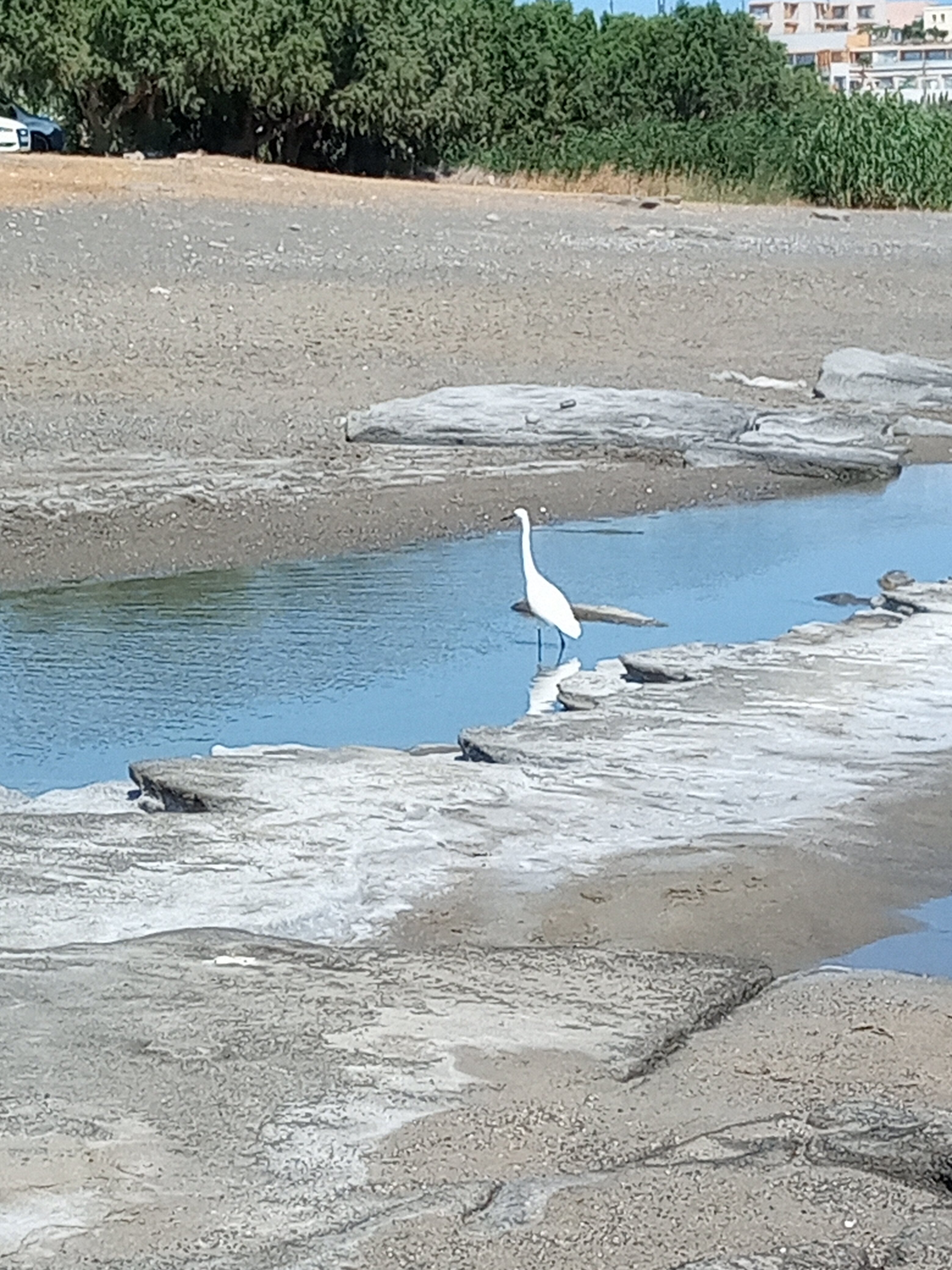 Tylissos Beach Hotel-泳池