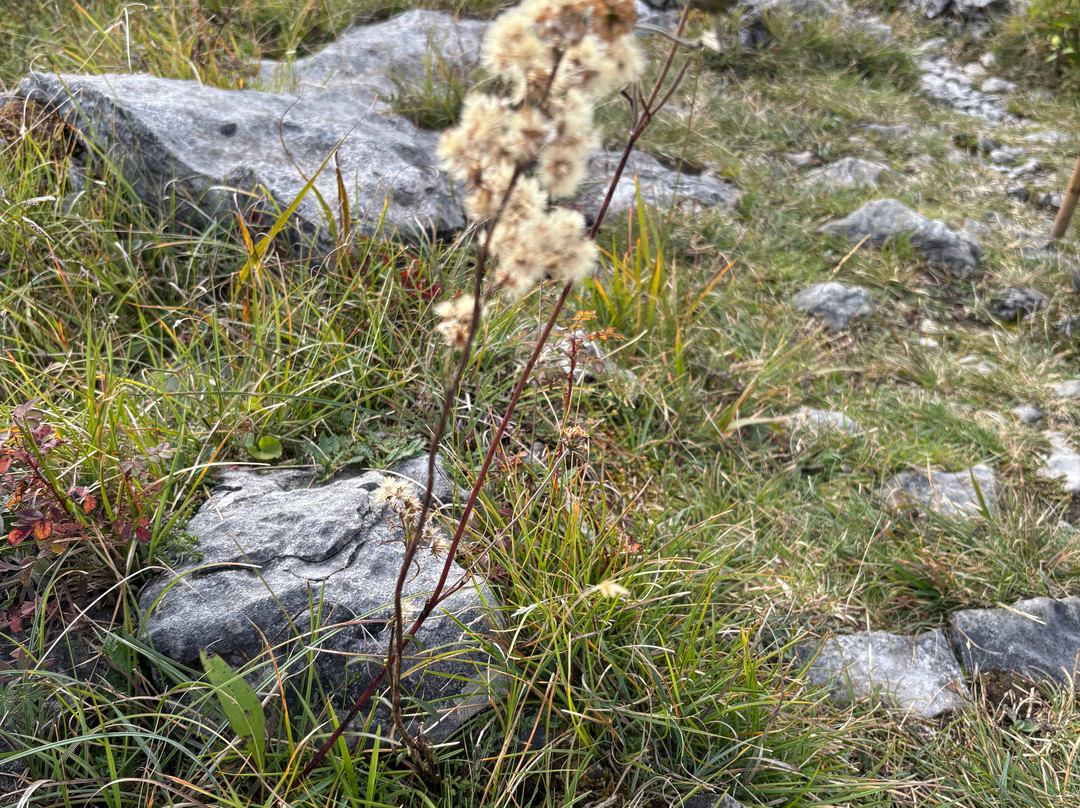 Burren Guided Walks & Hikes-Walking Day Tours-Fanore必去景点