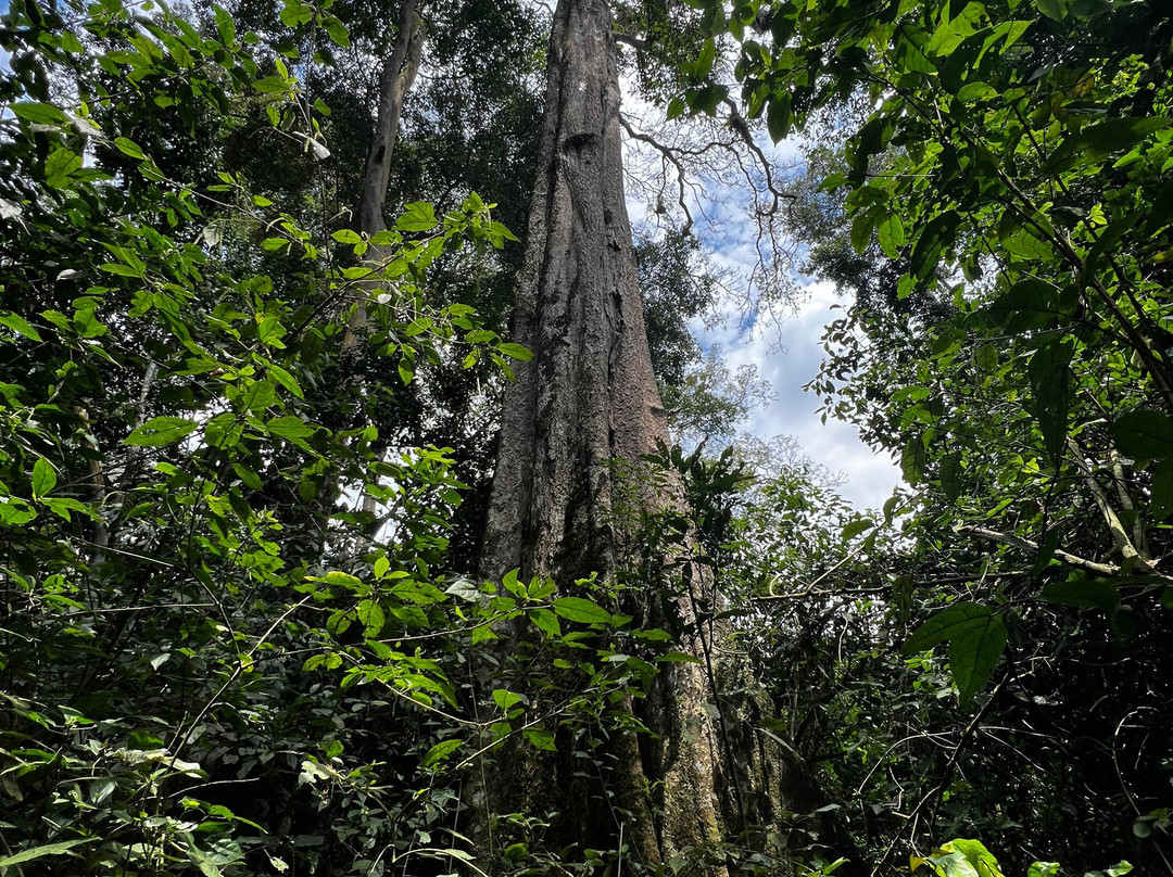 Mpanga Central Forest Reserve-坎帕拉必去景点