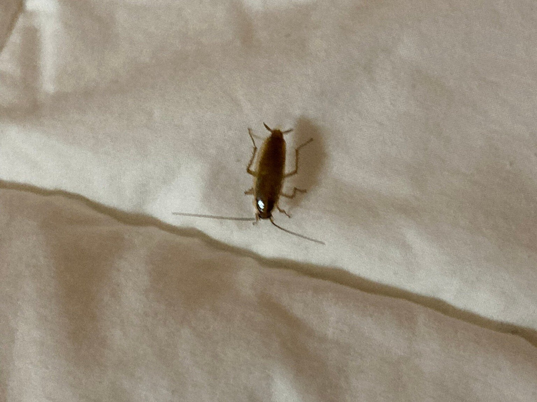 Comfort Inn Paducah I-24主图