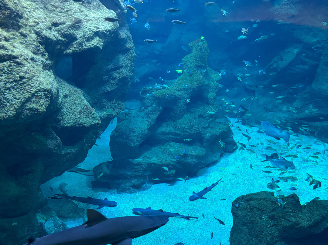 Aquarium La Rochelle-拉罗谢尔必去景点