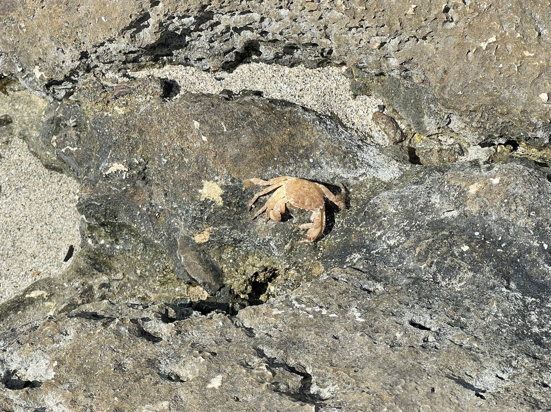 Playa de Son Baulo-Santa Margalida必去景点