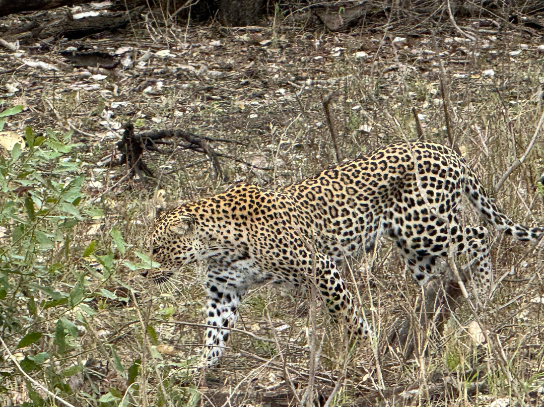 Honey Badger Safaris Kruger Tours-玛洛斯帕克必去景点