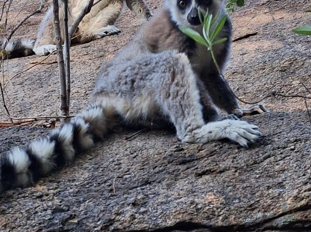 My Madagascar-安塔那那利佛必去景点