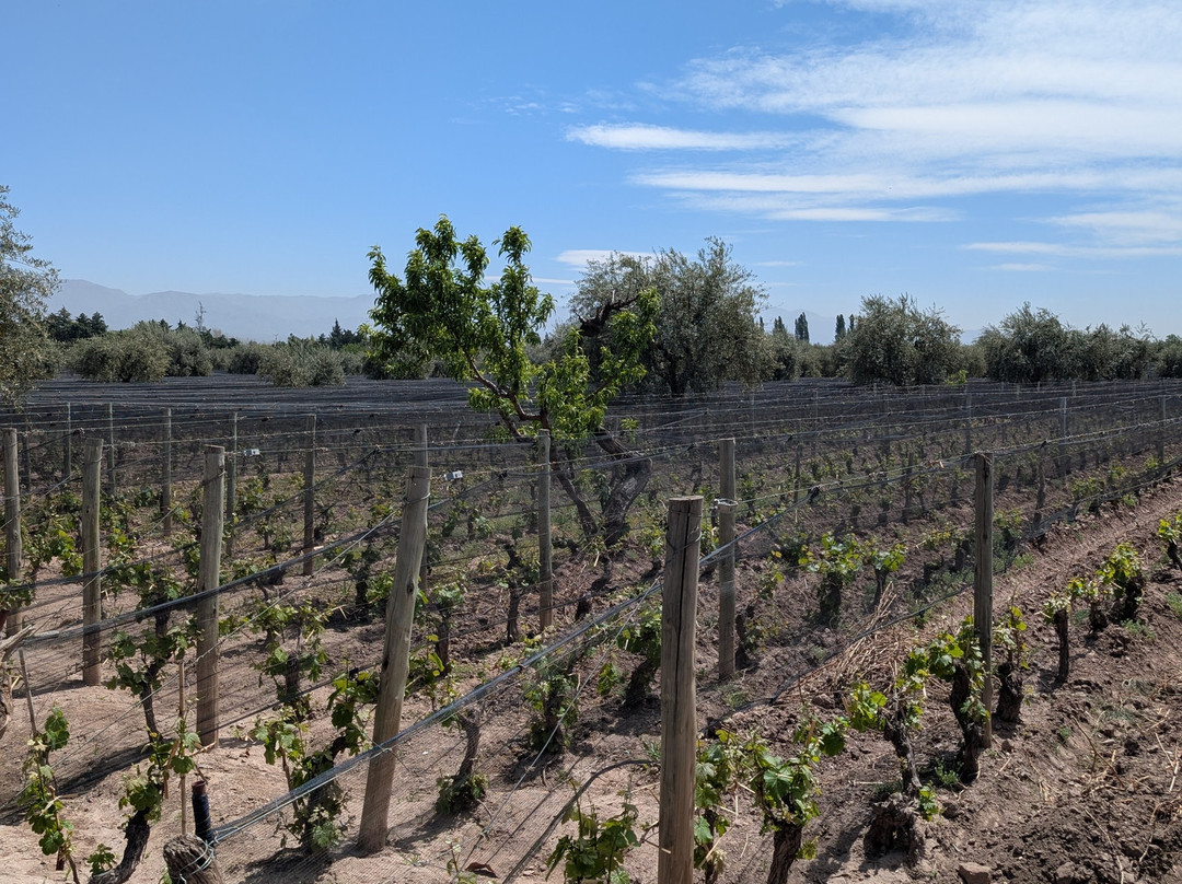 Bodega De Angeles Viña 1924-路冉得库约必去景点