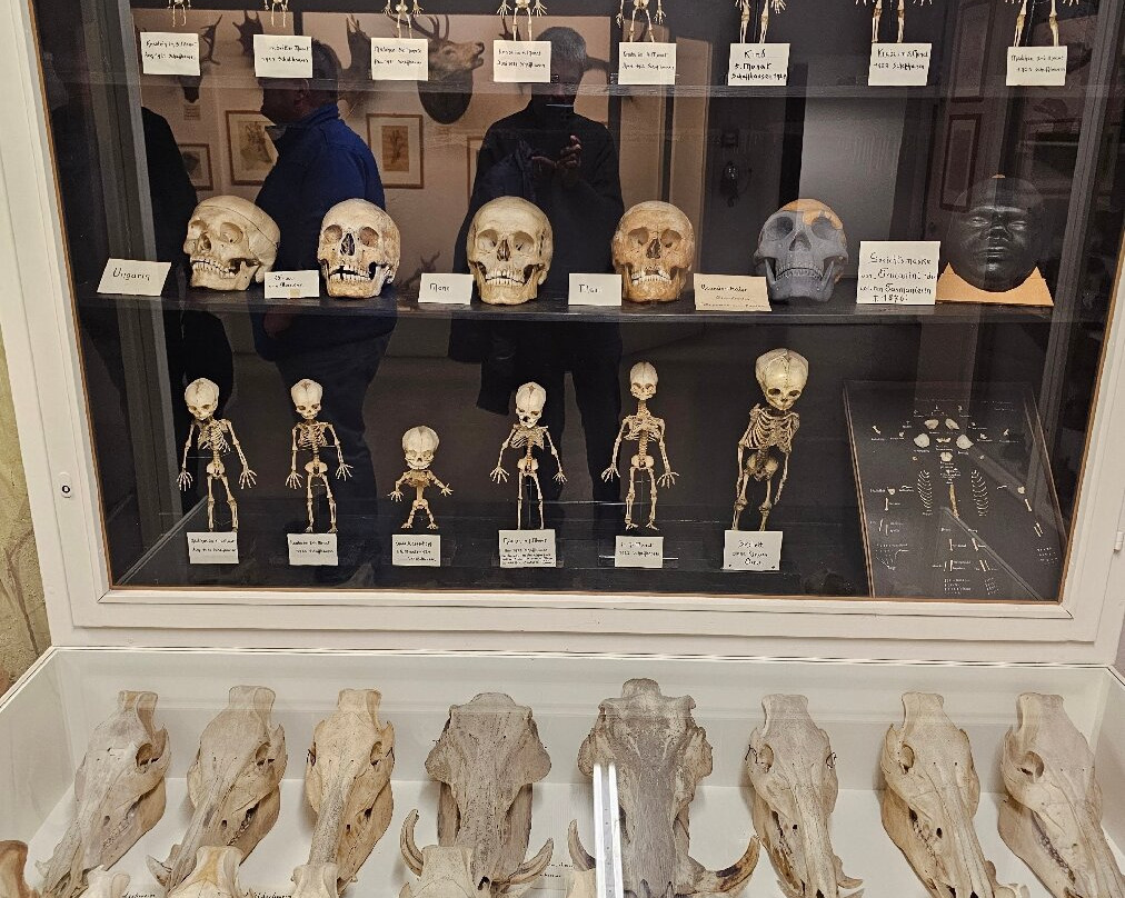 Museum Stemmler-沙夫豪森必去景点